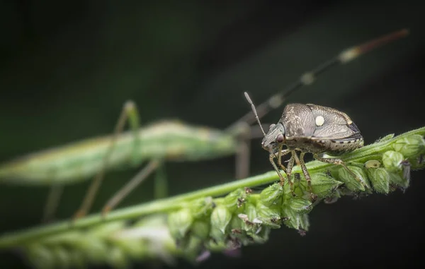 Mały Brązowy Halyomorpha Stinky Bug — Zdjęcie stockowe