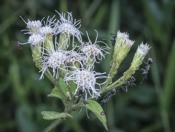 Colobopsis Myror Utfodring Bladlösor — Stockfoto