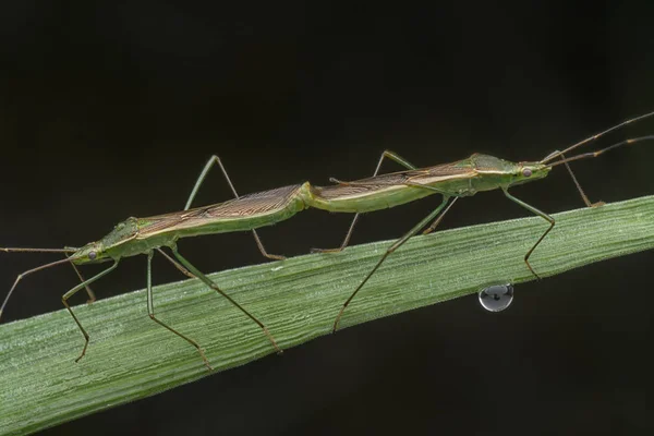 Tiro Perto Inseto Cabeça Arroz Verde — Fotografia de Stock