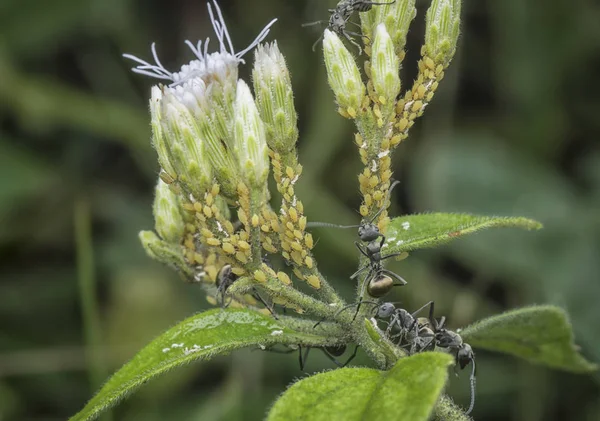 Colobopsis Myror Utfodring Bladlösor — Stockfoto