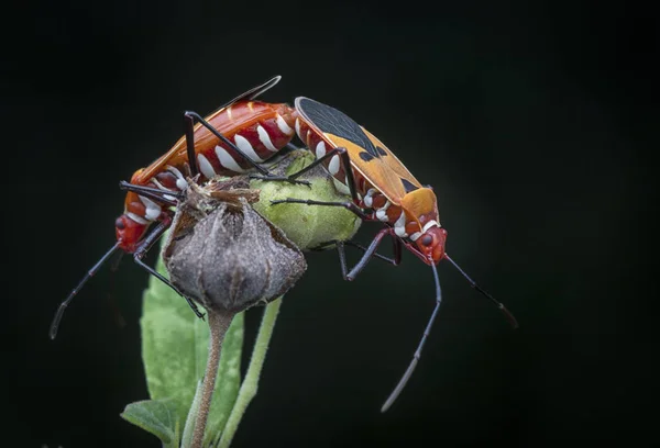 Dos Bichos Algodón Rojo Apareamiento — Foto de Stock