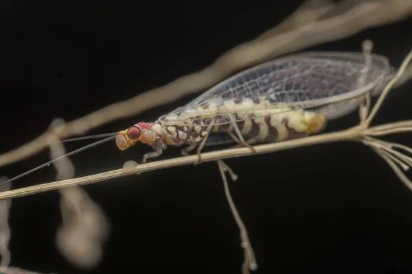 Marrom Lacewing Descansando Sobre Caule Grama Seca — Fotografia de Stock