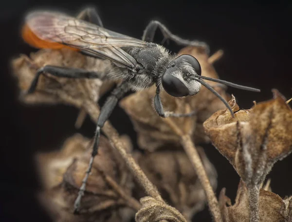 Prionyx Wasp Suszonych Chwastów Roślin — Zdjęcie stockowe