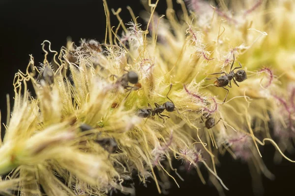 Hormigas Crematogaster Anidando Flor Hierba Peluda Esponjosa — Foto de Stock