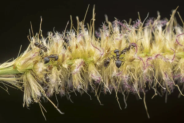 Hormigas Crematogaster Anidando Flor Hierba Peluda Esponjosa — Foto de Stock