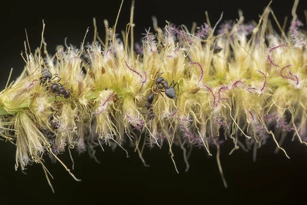 Hormigas Crematogaster Anidando Flor Hierba Peluda Esponjosa — Foto de Stock