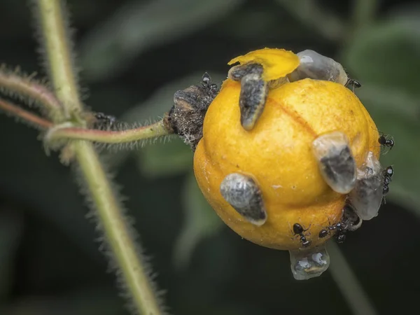火葬蚁吃成熟的食肉水果 — 图库照片