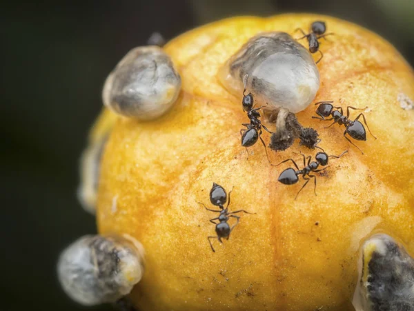 Crematogaster Ants Eating Flesh Ripe Passiflora Fruit — Stock Photo, Image