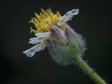 tridax procumbens çiçek çiğ damla