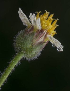 tridax procumbens çiçek çiğ damla