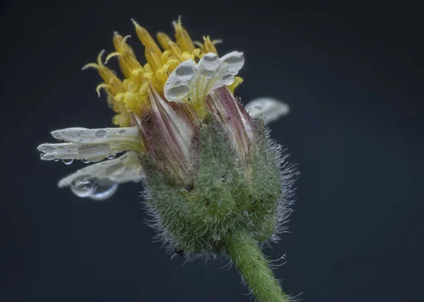 Rosa Tridax Procumbens Květ — Stock fotografie