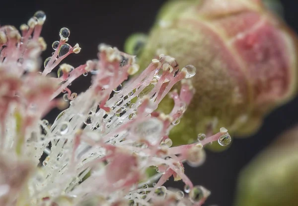 ピンク色の白いテトラグラクライマーの花の小滴 — ストック写真