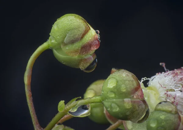 Gotitas Sobre Brote Trepador Tetracera Blanco Rosado — Foto de Stock