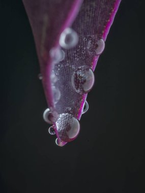 Setcreasea pallida yaprağı üzerinde çiğ damla