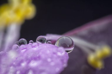 Setcreasea pallida yaprağı üzerinde çiğ damla