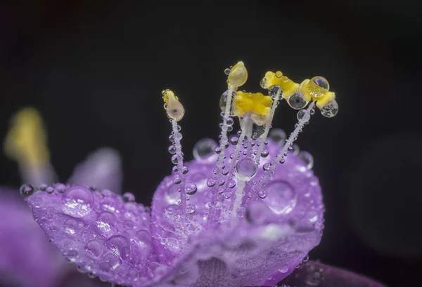 Tautropfen Auf Dem Blütenblatt Von Setcreasea Pallida — Stockfoto