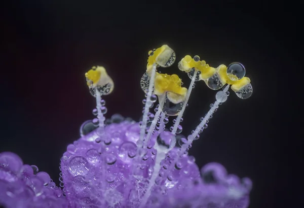 セトリーサ パリダの花びらへの露の滴 — ストック写真