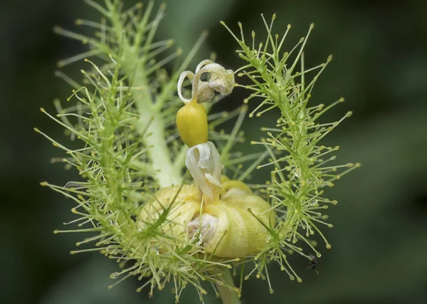 帕西弗洛拉胎儿灌木激情植物 — 图库照片
