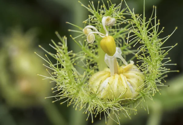 Passiflora Foetida Bush Passion Plant — Stockfoto