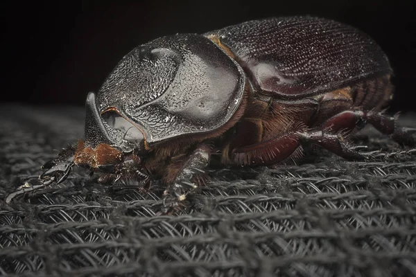 Dişi Gergedan Böceğinin Yakın Çekim Çekimi — Stok fotoğraf