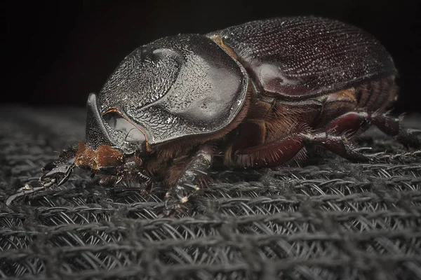 Närbild Skott Kvinnliga Noshörning Beetle — Stockfoto