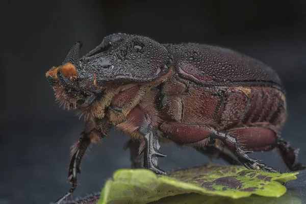 Närbild Skott Kvinnliga Noshörning Beetle — Stockfoto