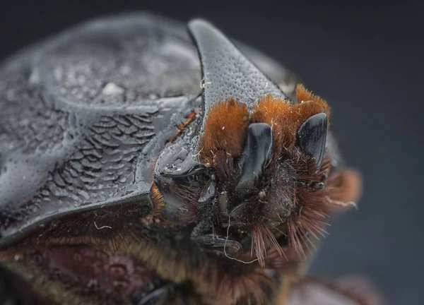 Närbild Skott Kvinnliga Noshörning Beetle — Stockfoto