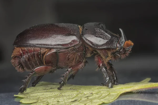 Närbild Skott Kvinnliga Noshörning Beetle — Stockfoto