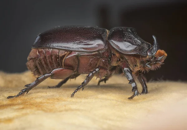 Närbild Skott Kvinnliga Noshörning Beetle — Stockfoto