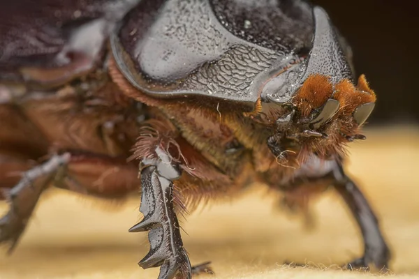 Närbild Skott Kvinnliga Noshörning Beetle — Stockfoto