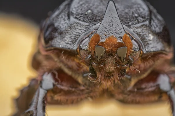 Närbild Skott Kvinnliga Noshörning Beetle — Stockfoto