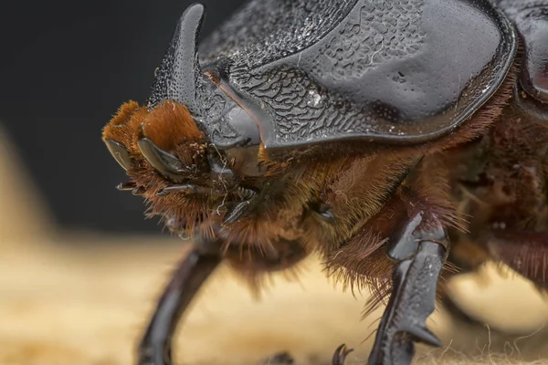 Nahaufnahme Von Nashorn Weibchen — Stockfoto