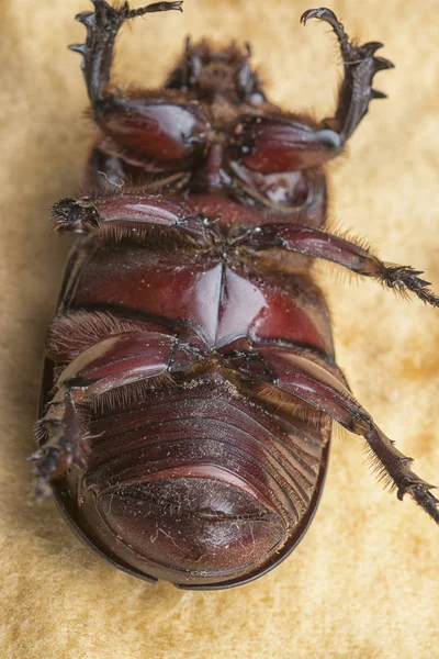Dişi Gergedan Böceğinin Yakın Çekim Çekimi — Stok fotoğraf