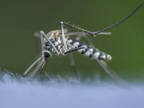 Mosquito Sugador Sangue Humano — Fotografia de Stock