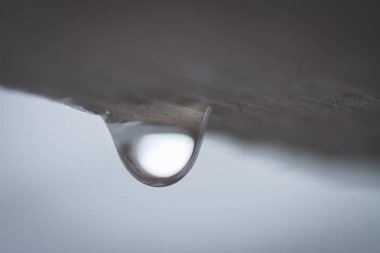 ağır duş tan sonra sabah asılı damlacıkları