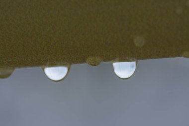 ağır duş tan sonra sabah asılı damlacıkları