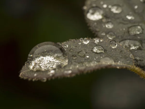 Die Schönheit Der Natur Durch Morgendliche Feuchtigkeitsreste — Stockfoto