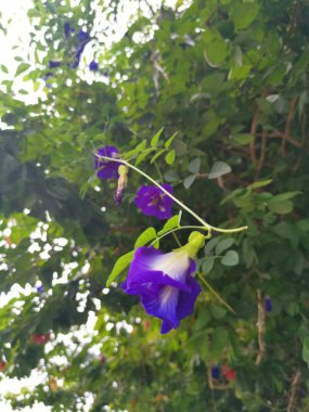 Kelebek mavi bezelye çiçeği