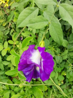 Kelebek mavi bezelye çiçeği