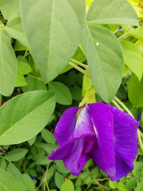 Kelebek mavi bezelye çiçeği