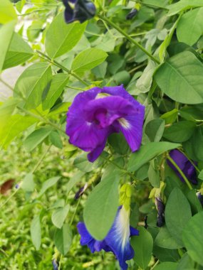 Kelebek mavi bezelye çiçeği