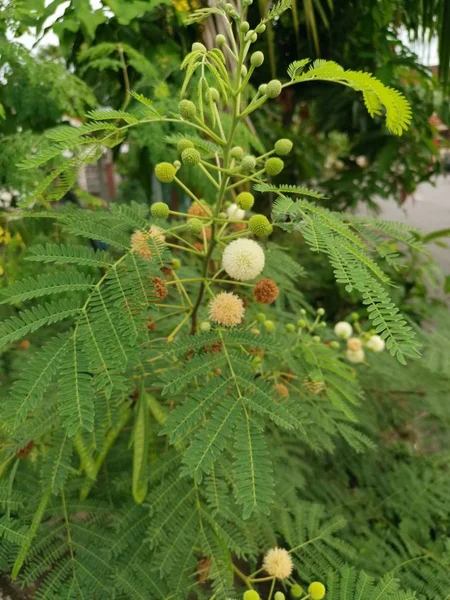 Wilde Leucaena Leucocephala Loodboom — Stockfoto