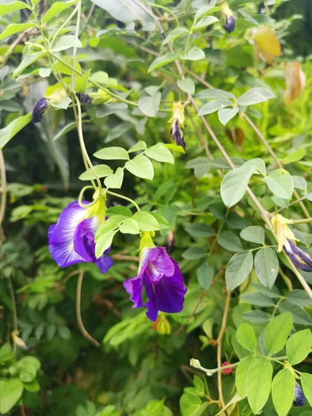 Kelebek Mavi Bezelye Çiçeği — Stok fotoğraf