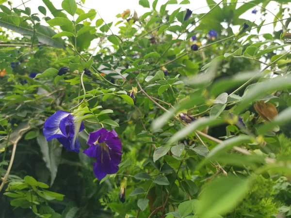 蝴蝶蓝豌豆花 — 图库照片