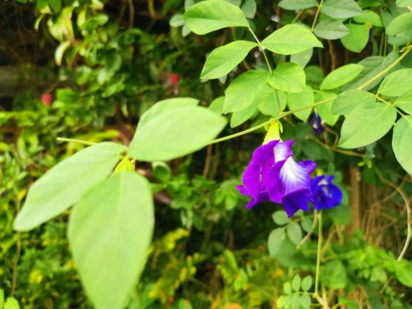 Fiore Pisello Blu Farfalla — Foto Stock