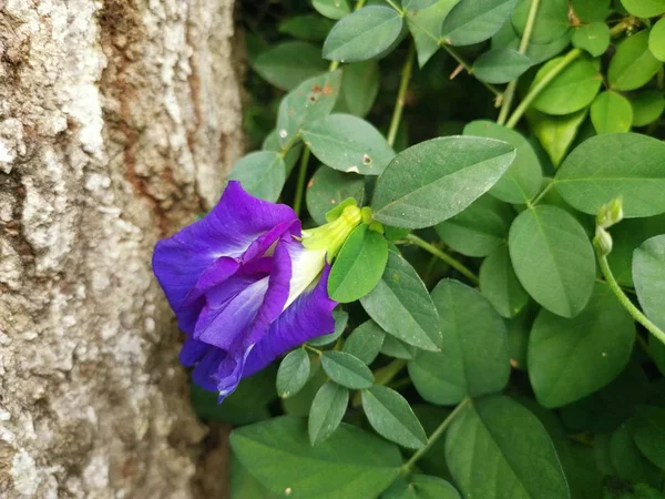 Fleur Pois Bleu Papillon — Photo