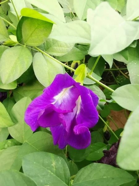 Kelebek mavi bezelye çiçeği