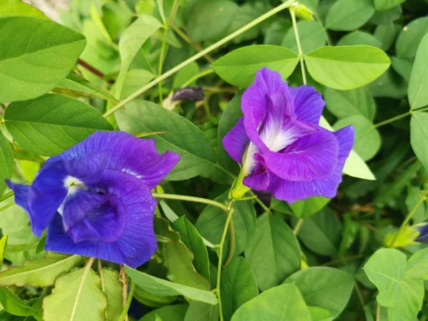 Fleur Pois Bleu Papillon — Photo