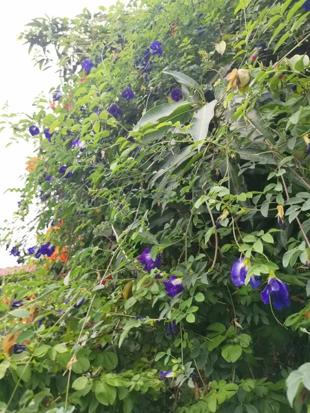 Butterfly Blue Pea Flower — Stock Photo, Image