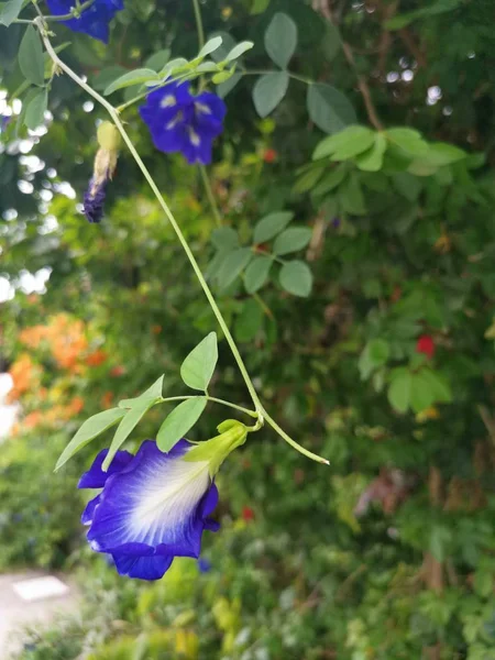 Flor Guisante Azul Mariposa —  Fotos de Stock